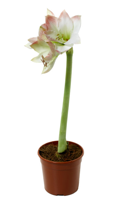Amaryllis